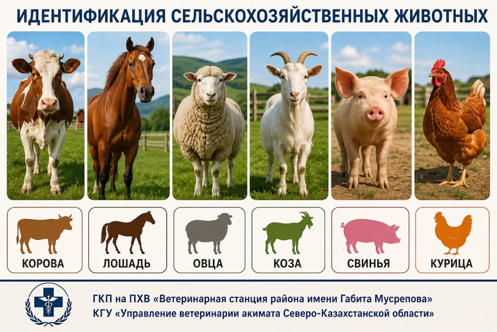 Ауыл шаруашылығы жануарларын сәйкестендіру