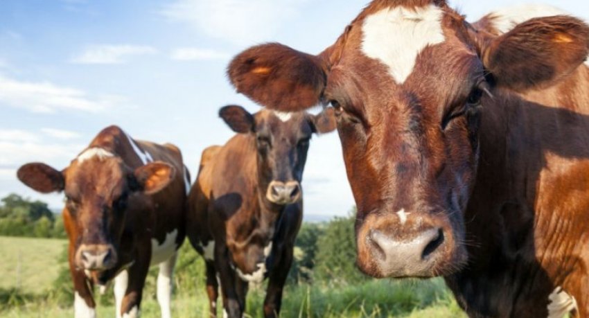 Бруцеллез: көзбен көрінбейтін қауіп. Өзіңізді және отбасыңызды қалай қорғау керек?
