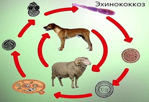 Профилактика эхинококкоза